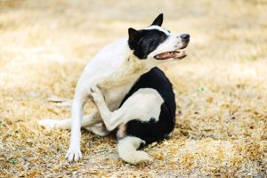 Prurito o comezón en Perros: Causas, Síntomas y Tratamientos